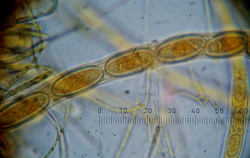 Nel  Regno  della  Jurana